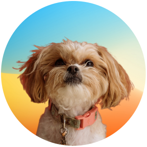 轻创联盟的头像-轻创联盟